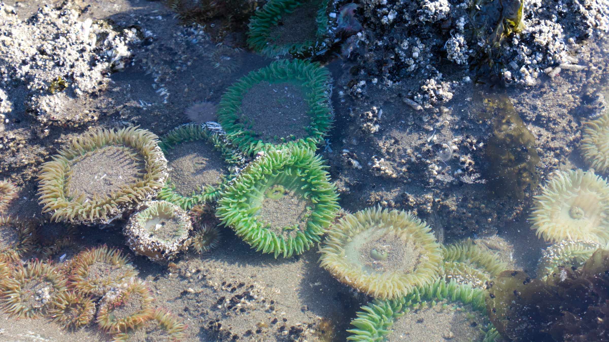 Tide pools and marine life along the Dillon Beach shoreline